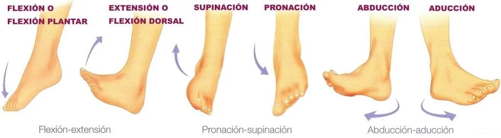 Acciones y movimientos que nuestro tobillo hace