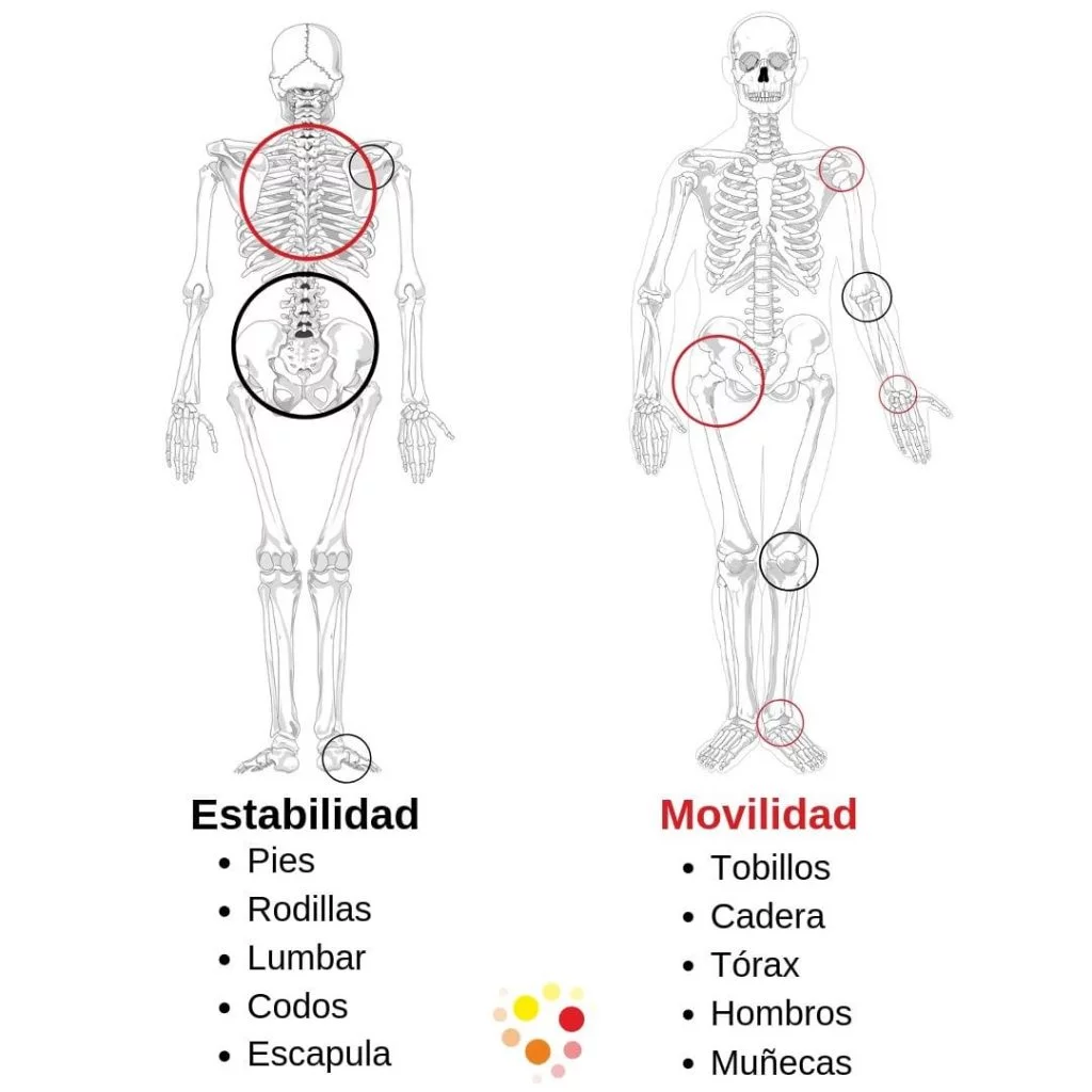 Movilidad y estabilidad como resolver un dolor articular